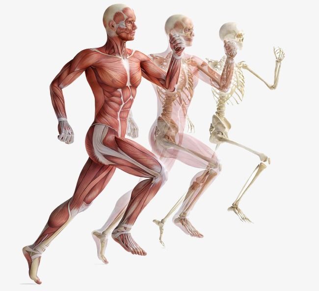 Inbody